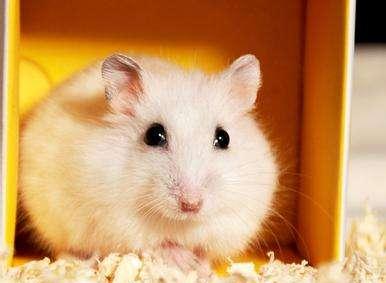 为什么两只仓鼠在一起会打架,仓鼠老是打架是什么原因