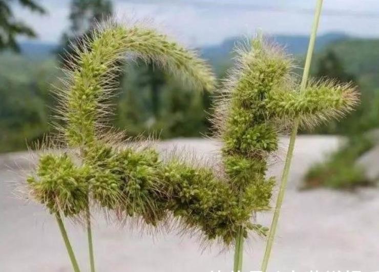 狗尾草到底是什么,狗尾草图解及用途