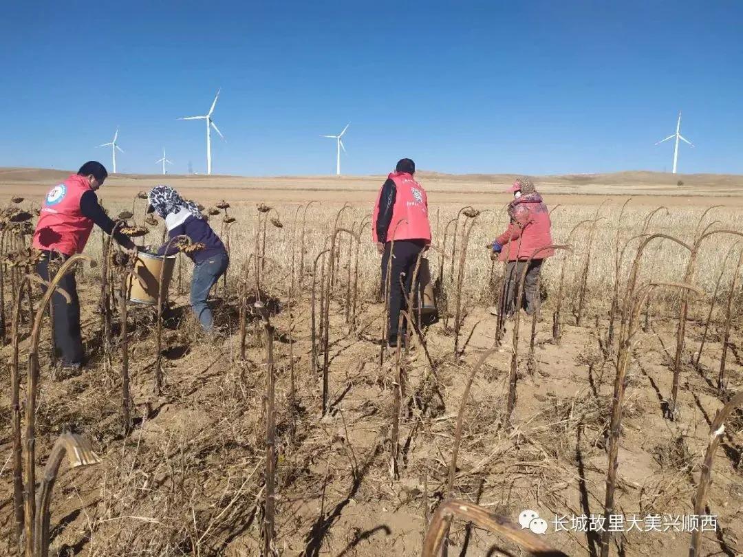 固阳县金山镇新时代文明实践,喜报固阳县文明创建再添荣誉
