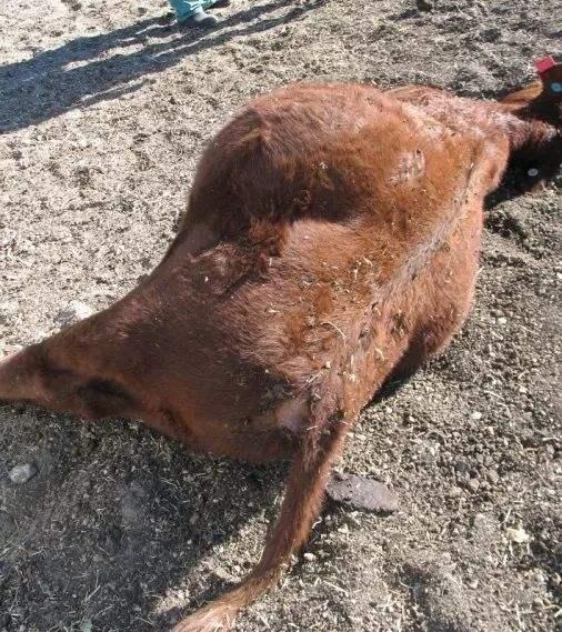 牛不吃草不反刍喂啤酒有用吗,牛不吃草不反刍发烧怎样治疗