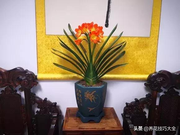 五行缺金养什么花,什么花风水命理最旺人养