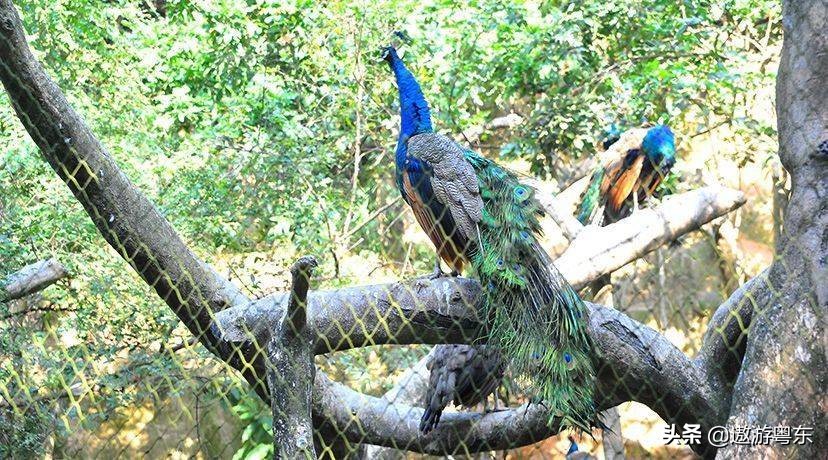 深圳南山区青青世界视频,青青世界深圳热带雨林
