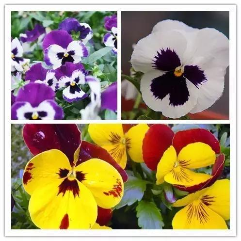 史上最全的花卉介绍，认识超过30种以上绝对是大神