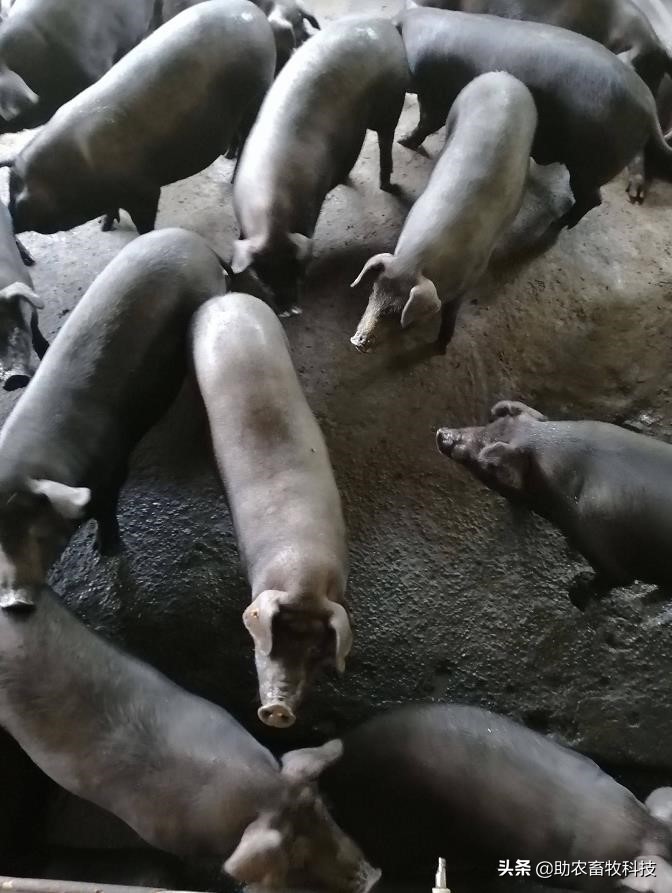 猪场防非瘟最新消息,猪场一旦感染非瘟怎样避免清场