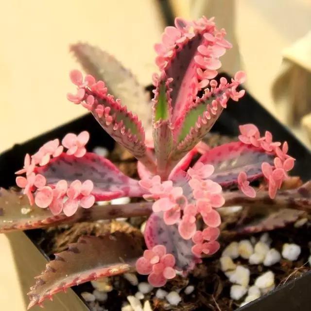 最全多肉图鉴大全,图鉴植物