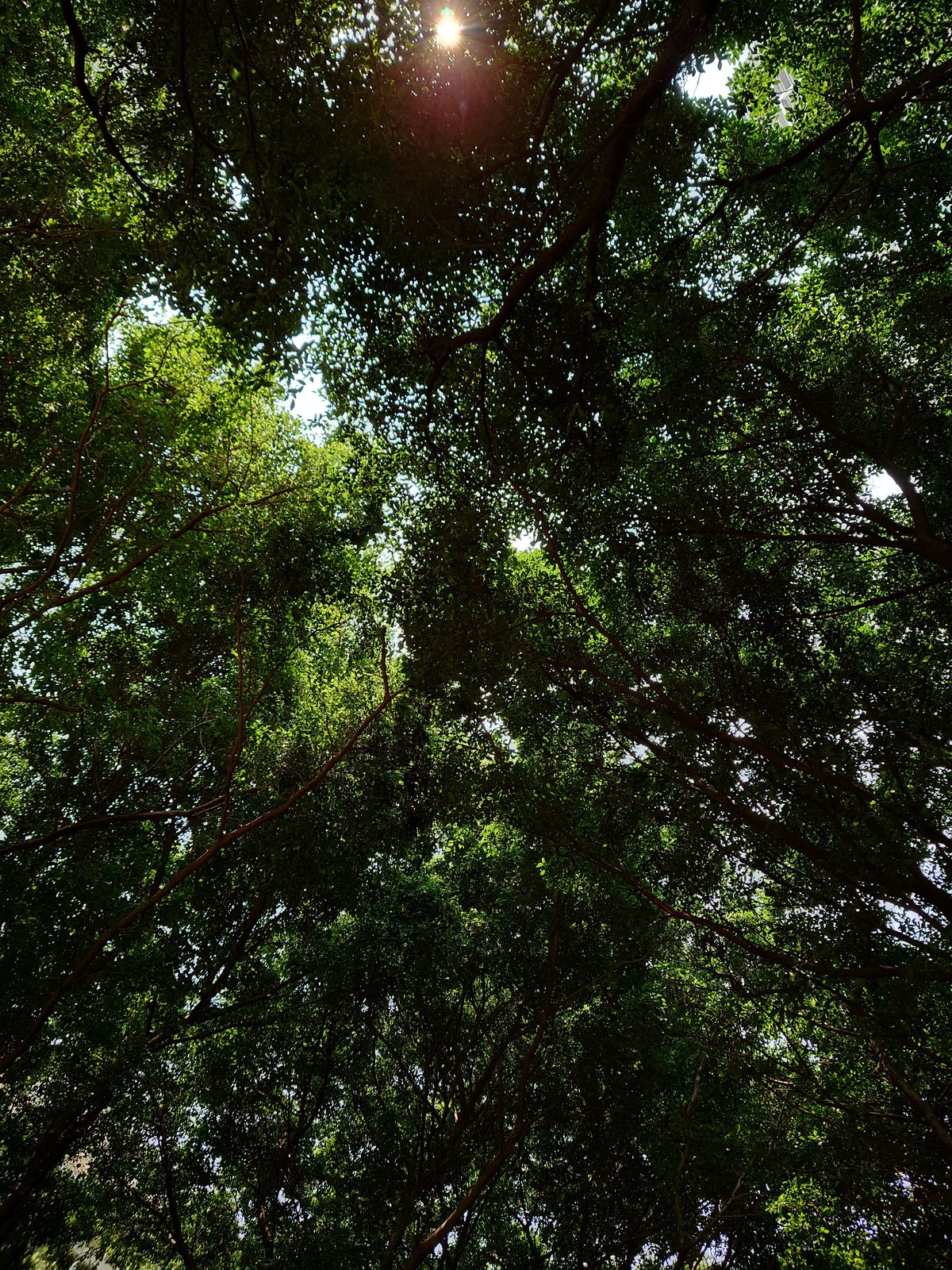 索尼微单手机xperia5iii,索尼微单手机xperia1iii拍照