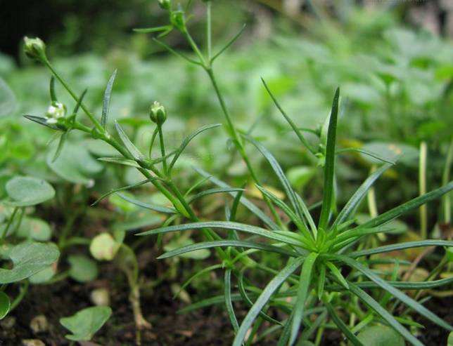 农村的野花野草哪几种可以吃,常见的野花野草却是农家之宝