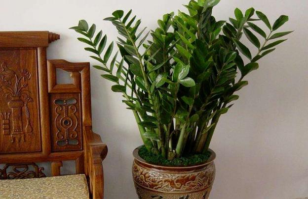 冬天金钱树叶子烧焦似的怎么回事,金钱树发芽不长叶子怎么办