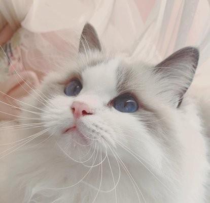 最适合12星座的猫咪,十二星座最配的猫是什么猫