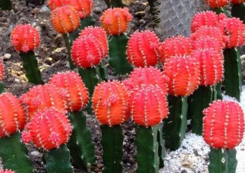 绯牡丹扦插,绯牡丹的繁殖方法