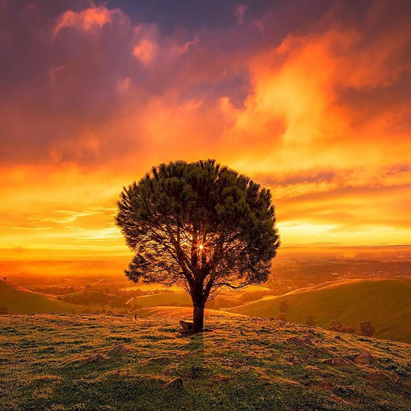 最美莫过夕阳孤树！要用相机定格震撼绝美，请使用这些技巧