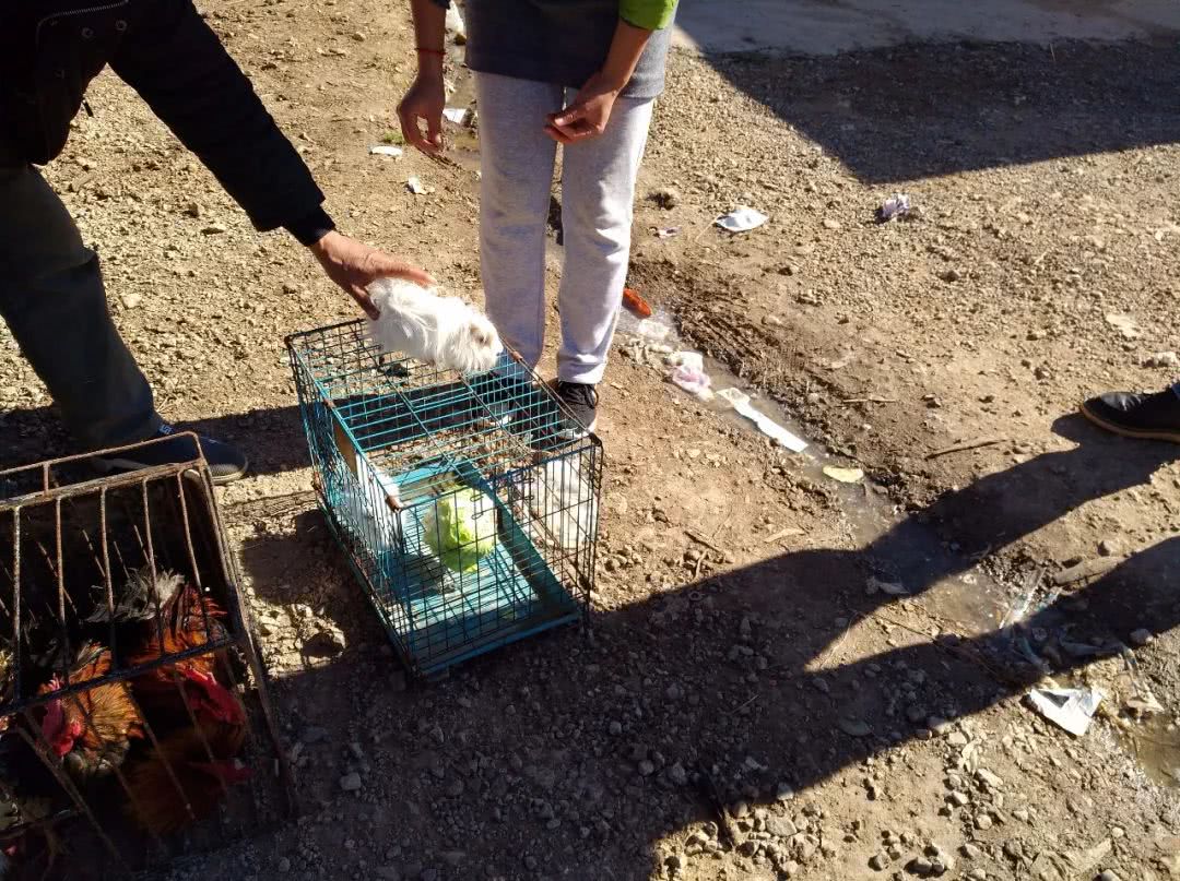 花鸟市场买天竺鼠,小沙鼠在宠物市场多少钱一只