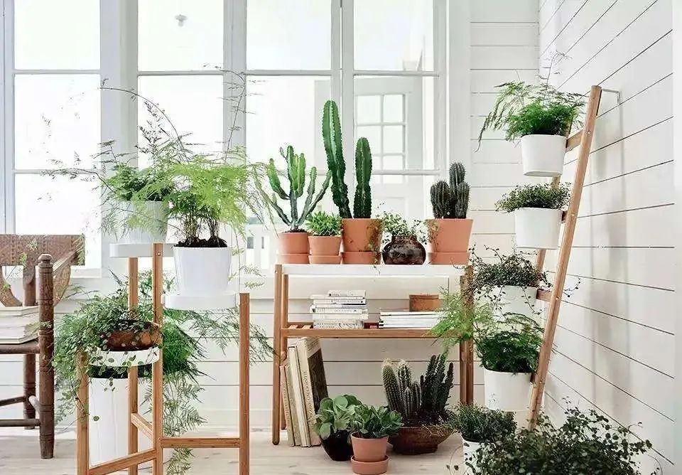 绿植生根推荐土壤,家里容易养活的绿植推荐