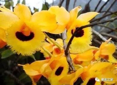 石斛兰用苔藓包着水培不烂根吗,石斛兰花烂根要怎么挽救