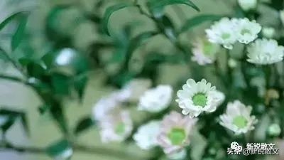 雅文学与俗文学的关系,雅俗文学的嬗变