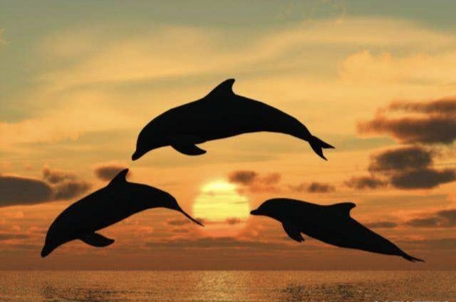 人性最经典的告白,告白真实的话语