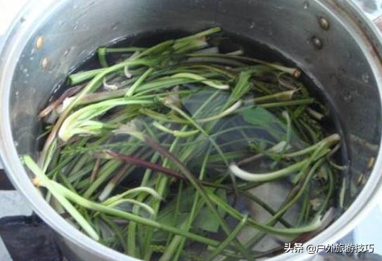 农村里常见的车前草有什么功效,这才是车前草正确用途