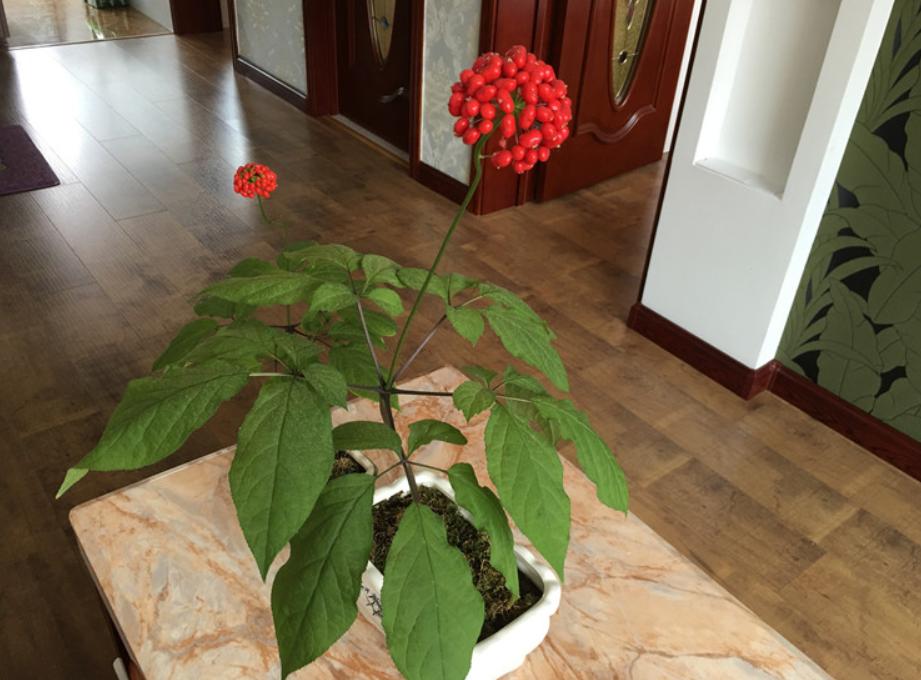 人参盆栽教程,人参如何盆栽