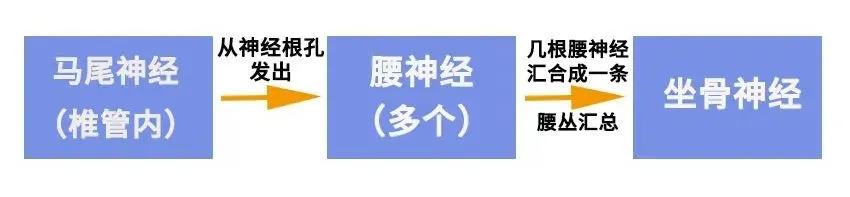 腰椎间盘突出压迫哪个神经,压迫坐骨神经和马尾神经