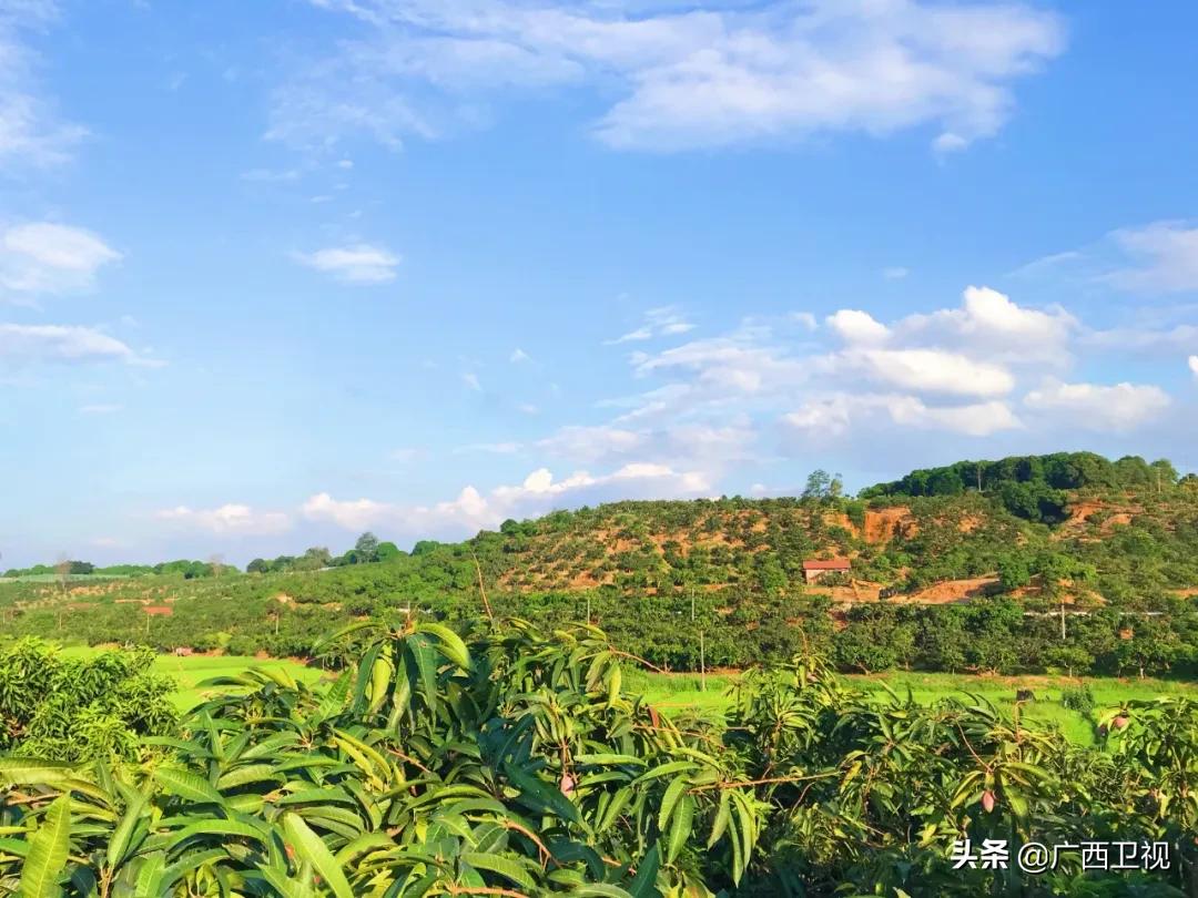 为家乡带货的县长,区长为农产品带货直播