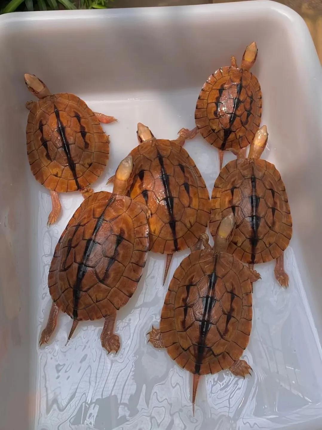 金钱龟的寓意象征,象征着吉祥与长寿的金钱龟