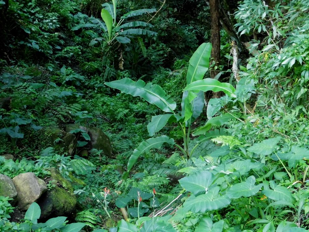 菲律宾游散记（46）-杜马盖地（4）：火山口真正的温泉