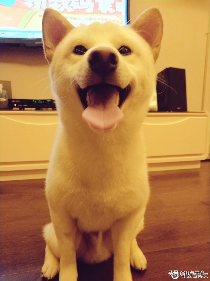 柴犬狗粮推荐掉毛多,柴犬狗粮推荐长肉