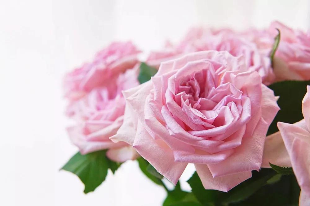 花店必备的5款玫瑰,花店最常用什么品种的玫瑰花
