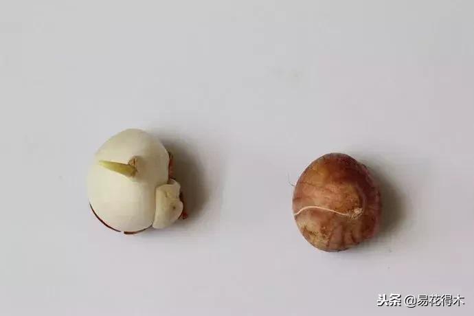 郁金香的种植方法及养护,郁金香养护方法及注意事项