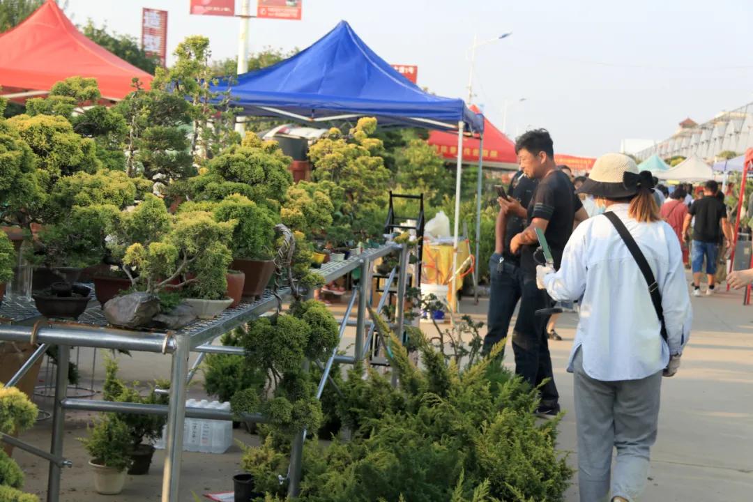 花木盆景活动,秋冬季花木节盆景展