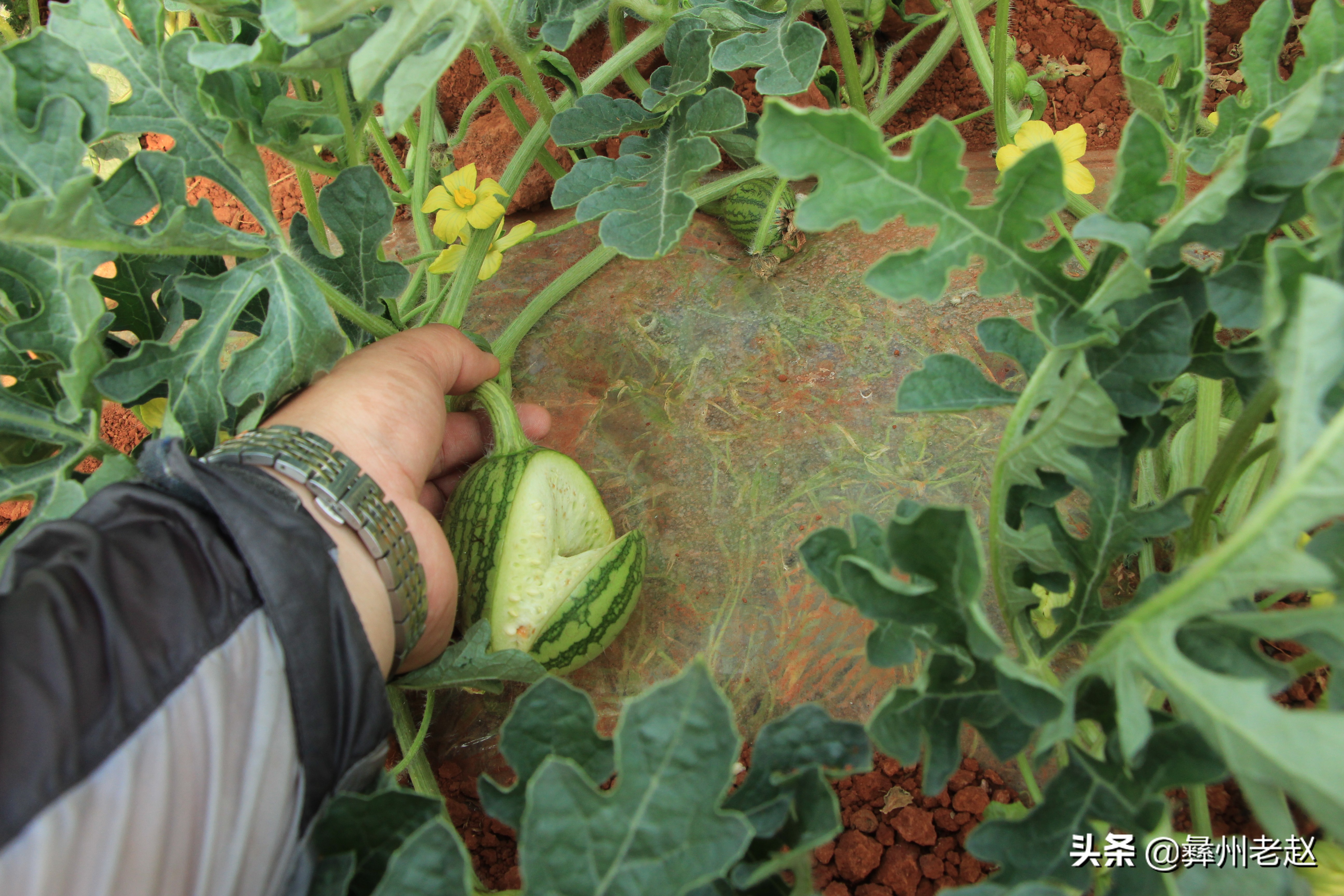 西瓜坐瓜后期管理,西瓜坐瓜期管理