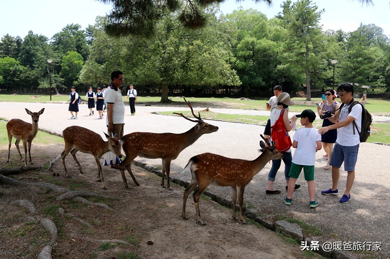 奈良旅行攻略,奈良寻鹿完整版视频