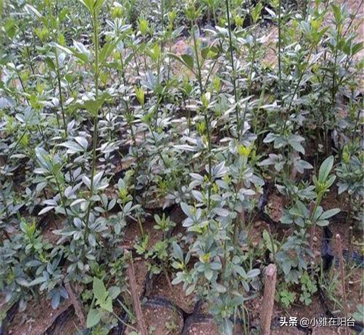 迎春花花期过后怎么养,迎春花用什么花盆栽长的快