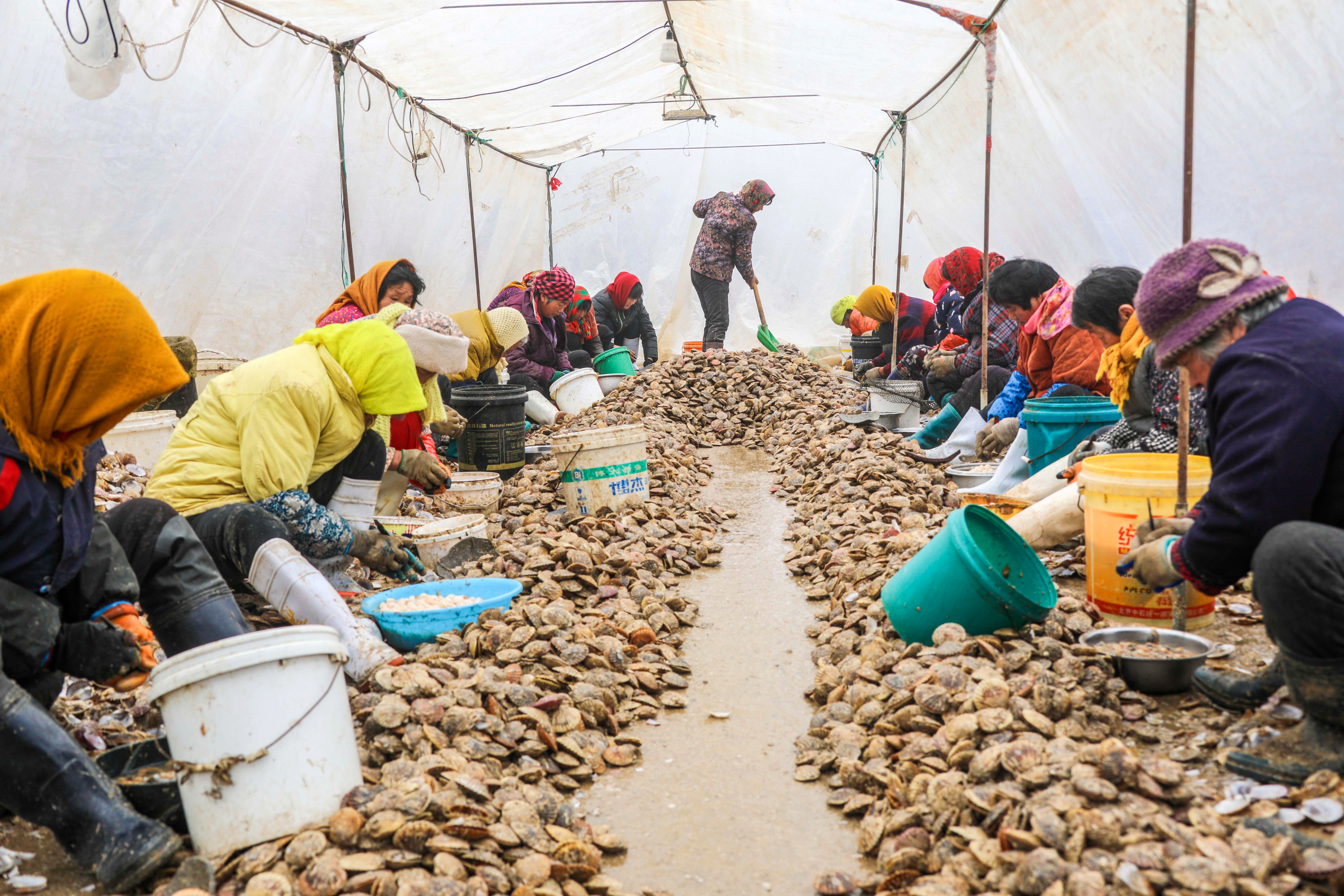 大海蔚蓝簇拥着的贡口村,灵动着纯美,播养海参和剥扇贝别具风情