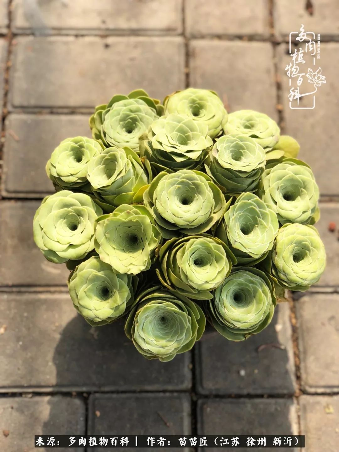 多肉之江湖：众肉友们，修仙渡劫几何了？