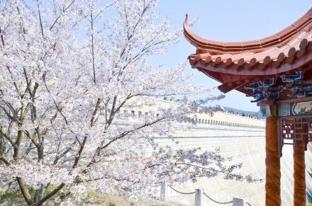 几月赏樱花最好,最美赏樱攻略大全