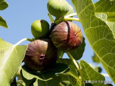 农村草根创业需要什么条件,农村创业真的没有出路吗