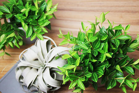 好养的吊兰品种及图片,最好养好看的前十品种吊兰