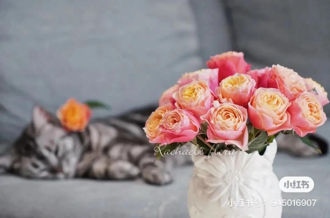 获得worldrose的12款月季品种,露台月季品种推荐