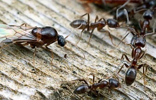 常见的蚂蚁图片,最常见的蚂蚁种类图片