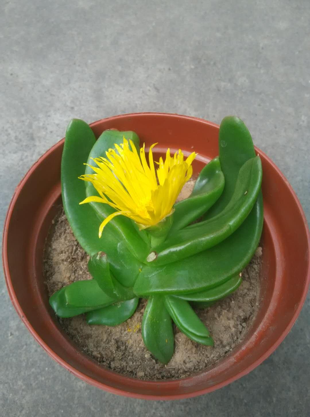 招财佛手花好不好养,佛手掌花冬天怎么养