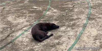 流浪狗被好心人收养每天特别高兴,流浪狗求收养视频