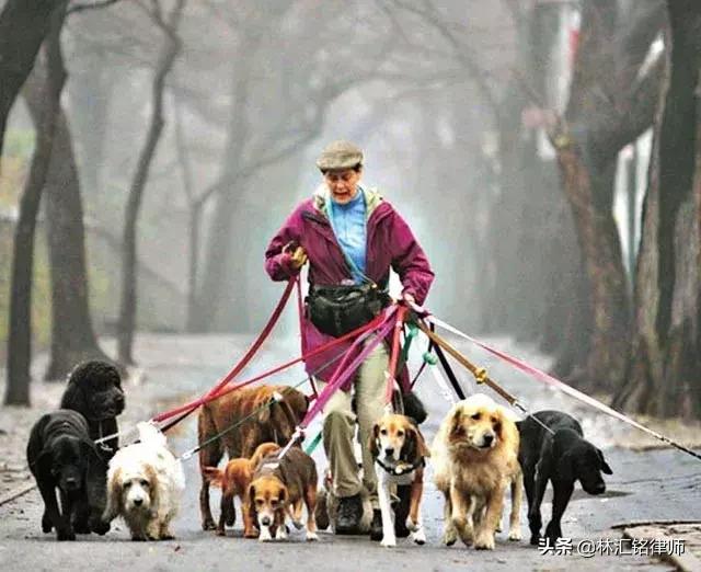 动物饲养人承担无过错责任,养宠物需要规避什么