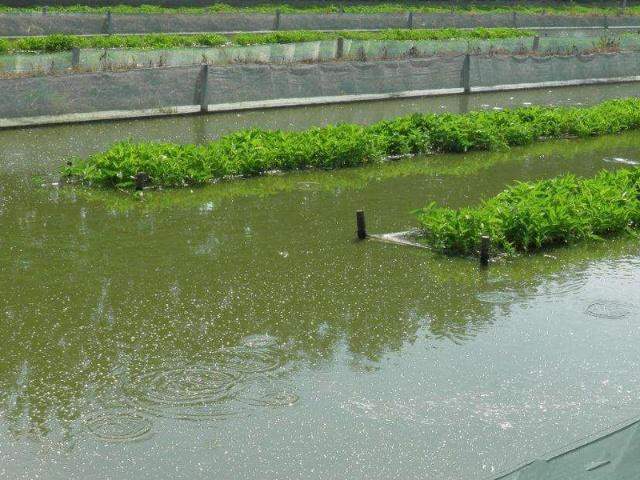 泥鳅黄鳝种苗如何人工越冬,冬天怎样让泥鳅在水里最活跃