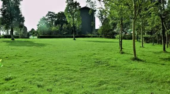 生活最大的意义在于有所期待,生活要有仪式感婚礼