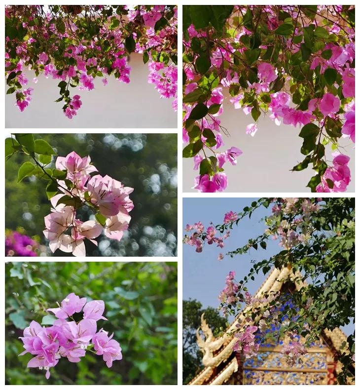 泰国清迈泼水节英文,泰国清迈泼水节自驾游