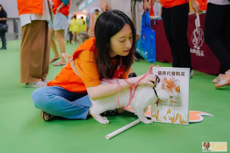 CPF活动预告|阿派第30届领养日——人间值得,只要它能与你相遇