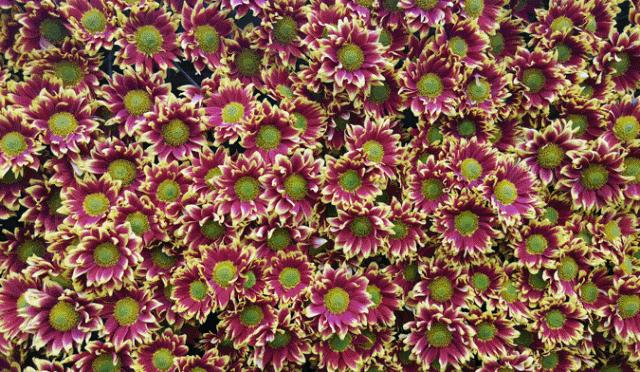 转发此推文，享绍兴平水海丰菊园半价票，更更更送自采菊花一束