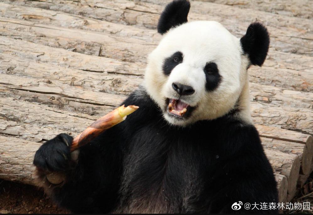 海滩再现绝美荧光海宛如蓝色星河,成都荧光海滩