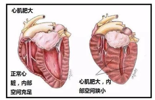 猫突然猝死有先兆吗,猫多久不会猝死